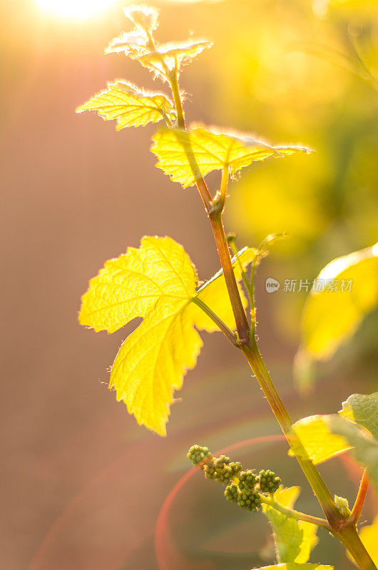 Macro leaf bokeh sun flare垂直葡萄植株生机勃勃的葡萄